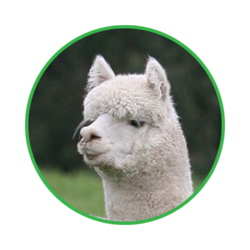 alpaca management software