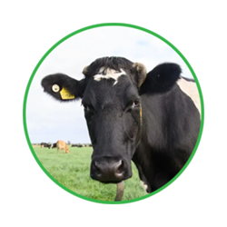 cattle management software