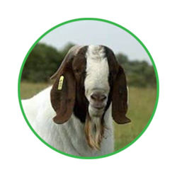 goat management software