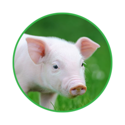 pig management software