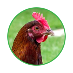 poultry management software