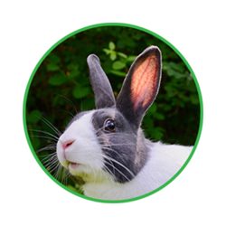 rabbit management software