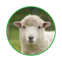 sheep management software